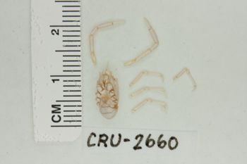 Media type: image;   Invertebrate Zoology CRU-2660 Description: Preserved specimen.;
